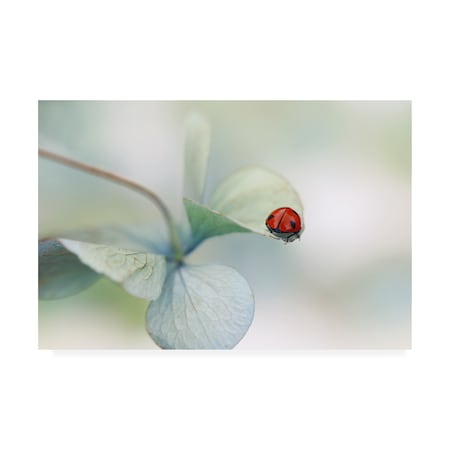 Ellen Van Deelen 'Ladybird On Hydrangea....' Canvas Art,30x47
